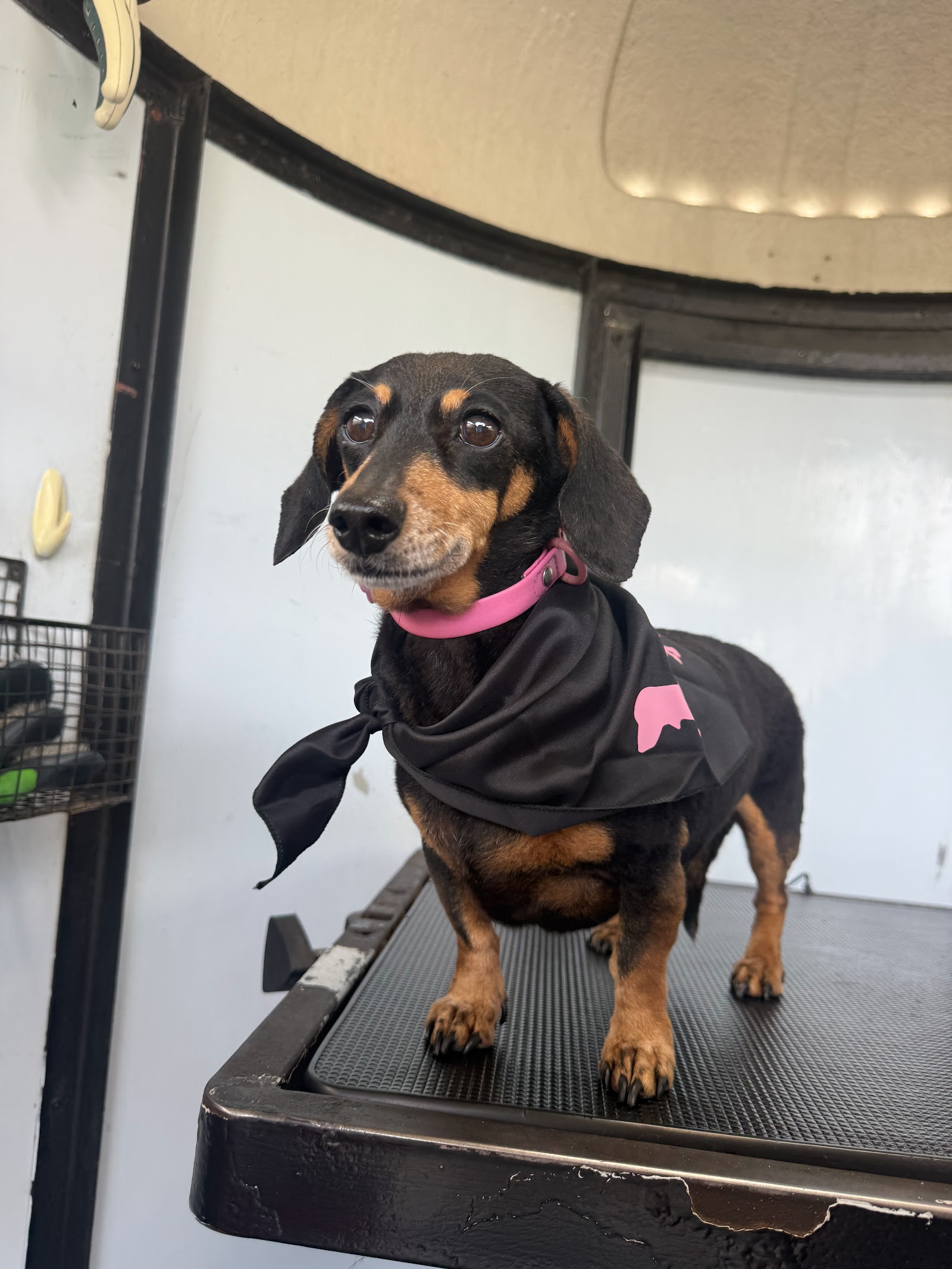 Freshly groomed dog by Perfect Pooch Mobile Salon