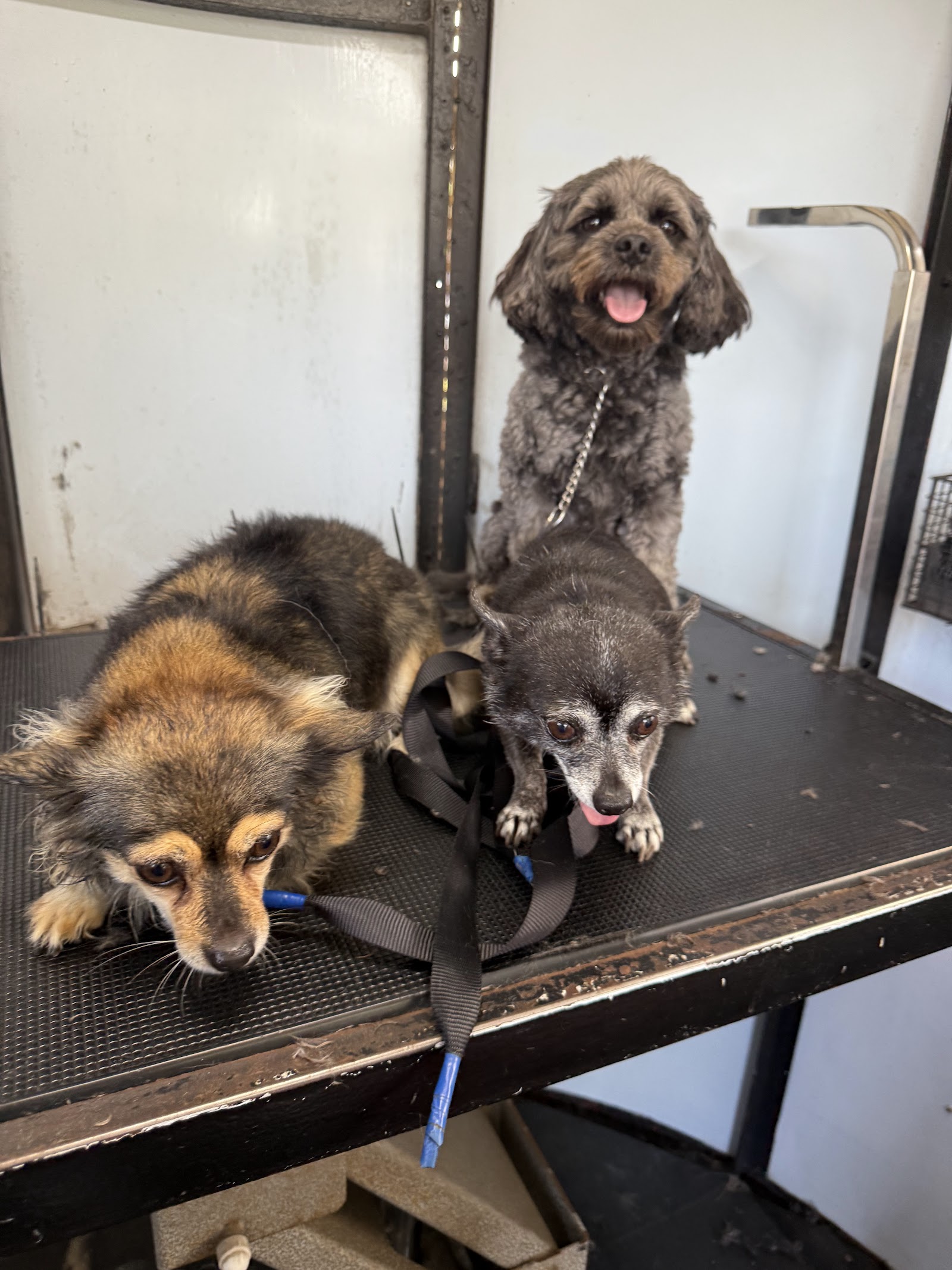 Mobile dog grooming van, Perfect Pooch Newcastle