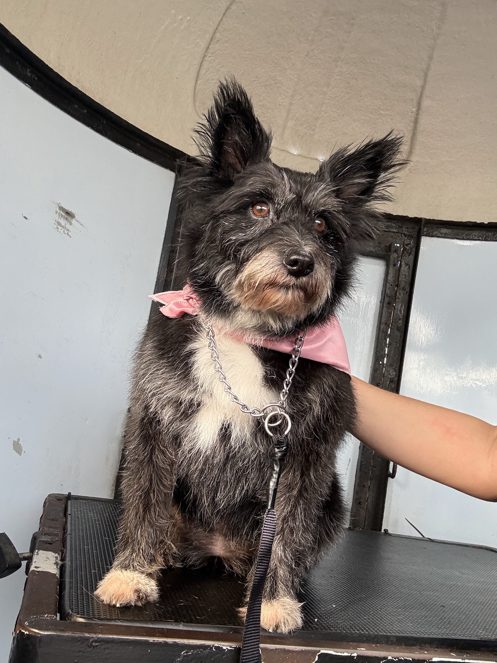 Happy dog after grooming, Perfect Pooch