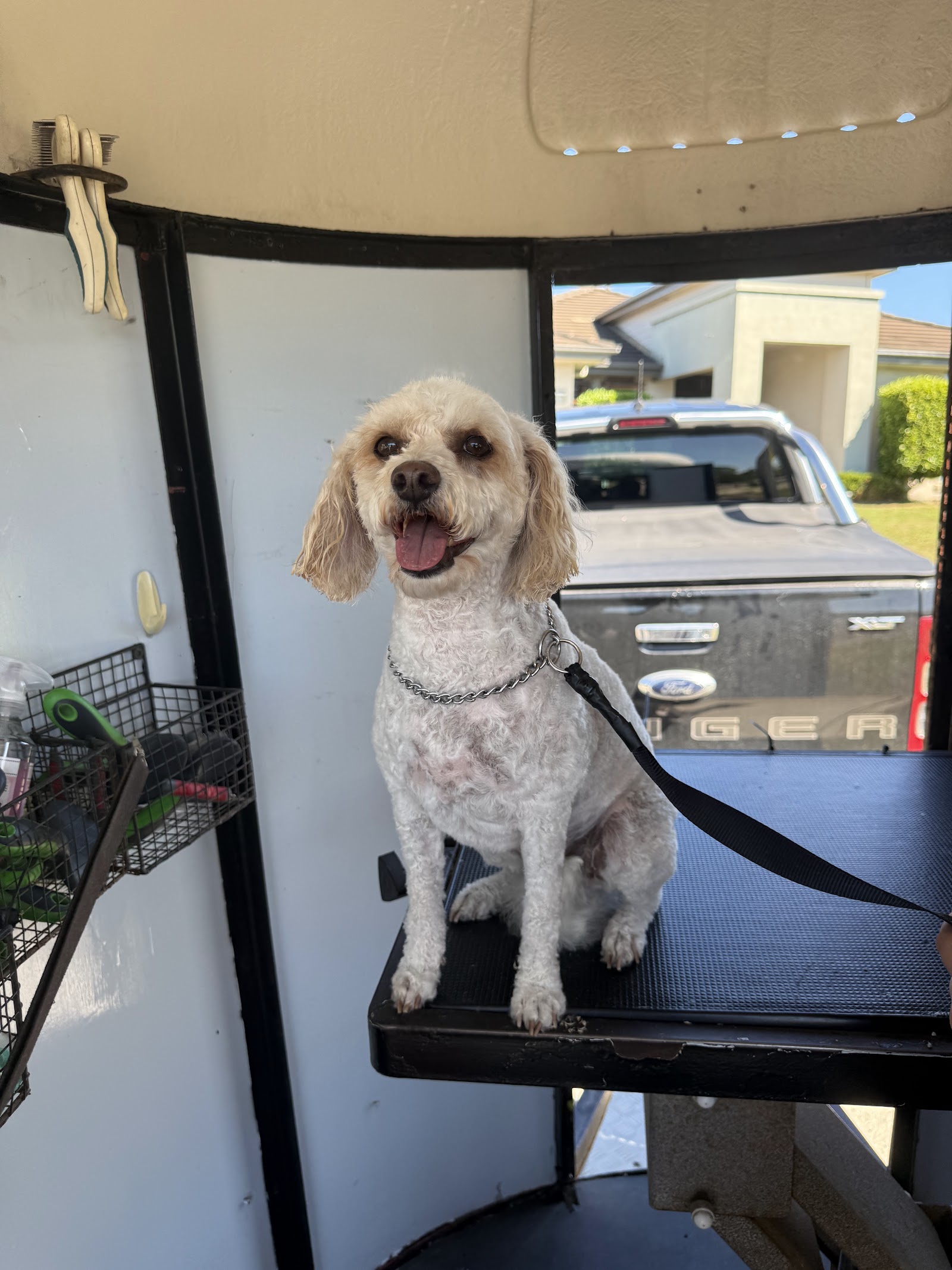 Freshly groomed dog by Perfect Pooch Mobile Salon